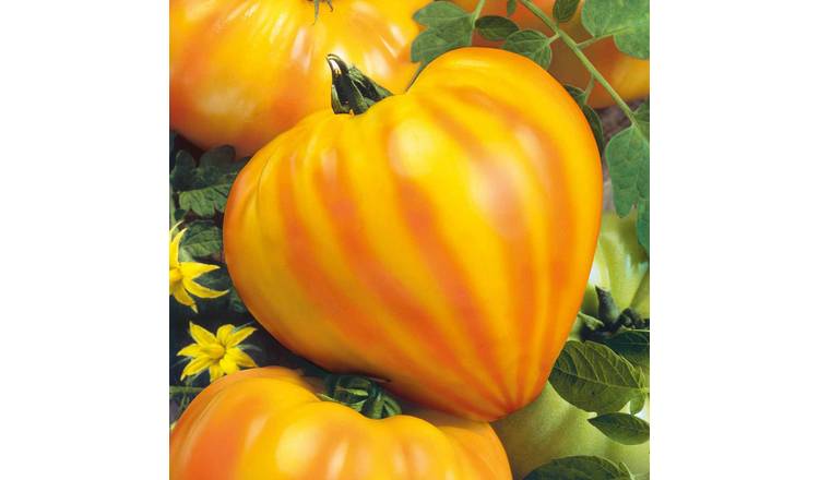 Marshalls Garden Gourmansun F1 Tomato Seeds - Oxheart Orange-Red - 6 Seeds