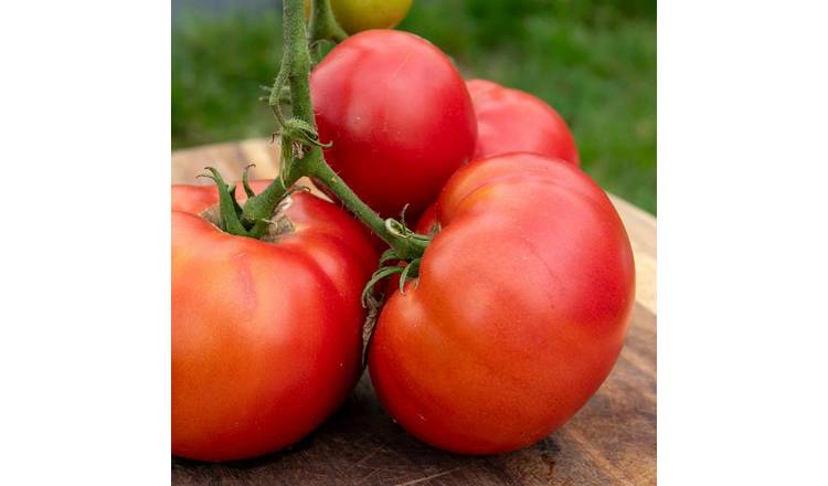 Marshalls Garden Tomato Seeds 'Steak', Beefsteak 500g Fruit -10 Seeds