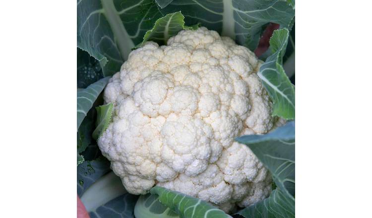 Marshalls Garden Cauliflower Seeds 'All The Year Round' - 240 Seeds