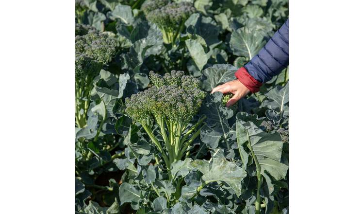 Marshalls Garden Broccoli Seeds Spring Rapini - 500 Seeds