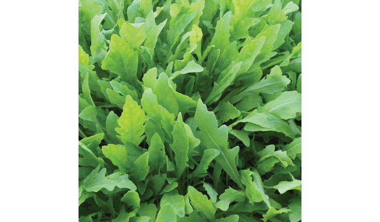 Unwins Rocket Seeds 'Wildfire' - 150 Seeds