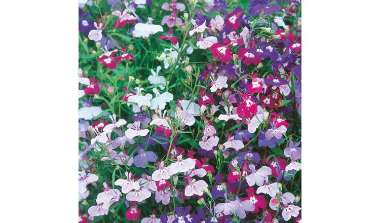 Unwins Lobelia Seeds 'Long Flowering Mix' - 1000 Seeds