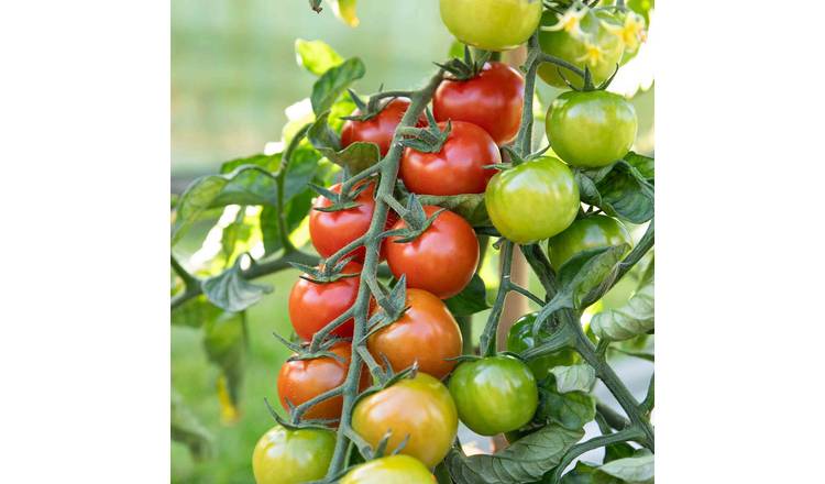 Marshalls Garden Sweet Million F1 Cherry Tomato Seeds -15 Seeds