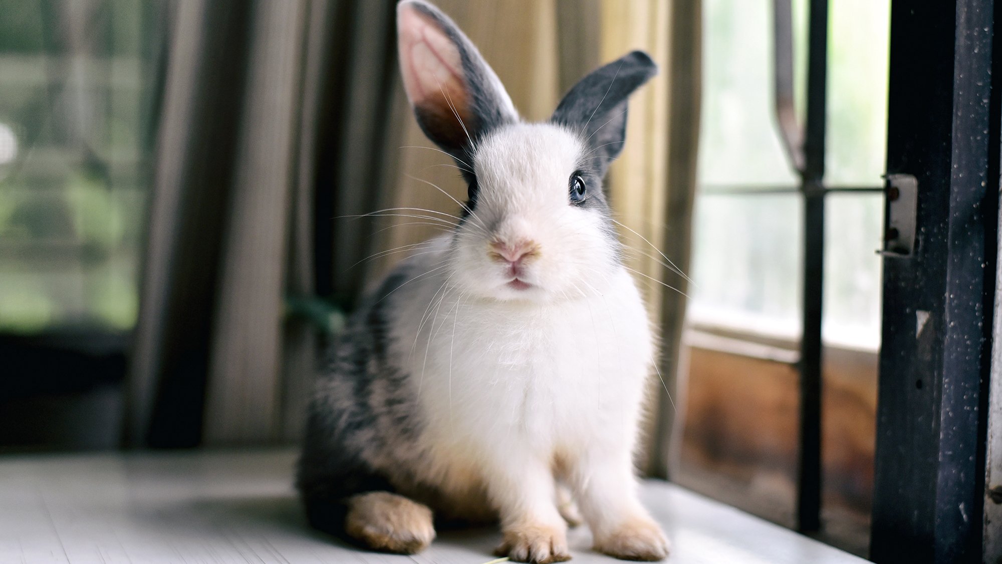 Rabbit by window