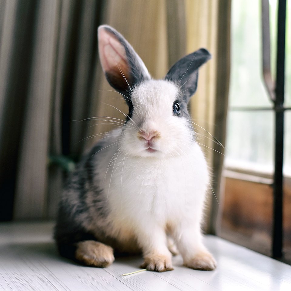 Grey bunny