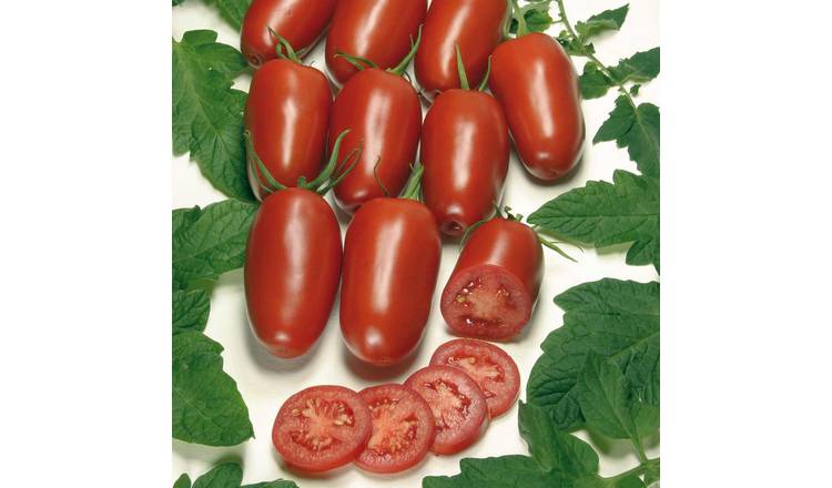 Marshalls Garden Cordon Tomato Seeds Organic 'Agro' F1 - 5 Seeds