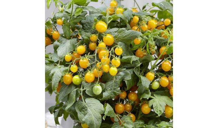 Marshalls Garden Tomato Seeds 'Sweet Sturdy Grace' F1 - 6 Seeds