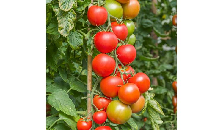 Marshalls Garden Tomato Seeds Cordon Maisey F1 - 8 Seeds