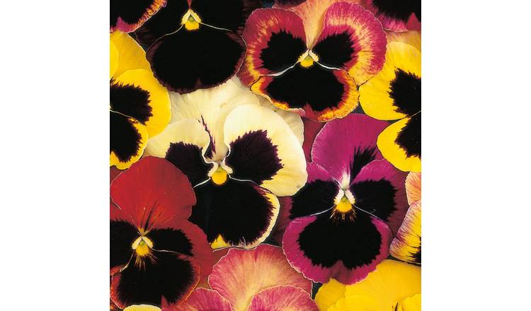 Unwins Pansy Seeds 'Happy Faces' - 120 Seeds
