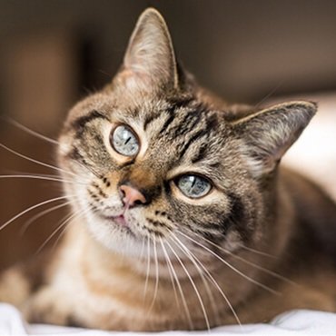 Cat relaxing