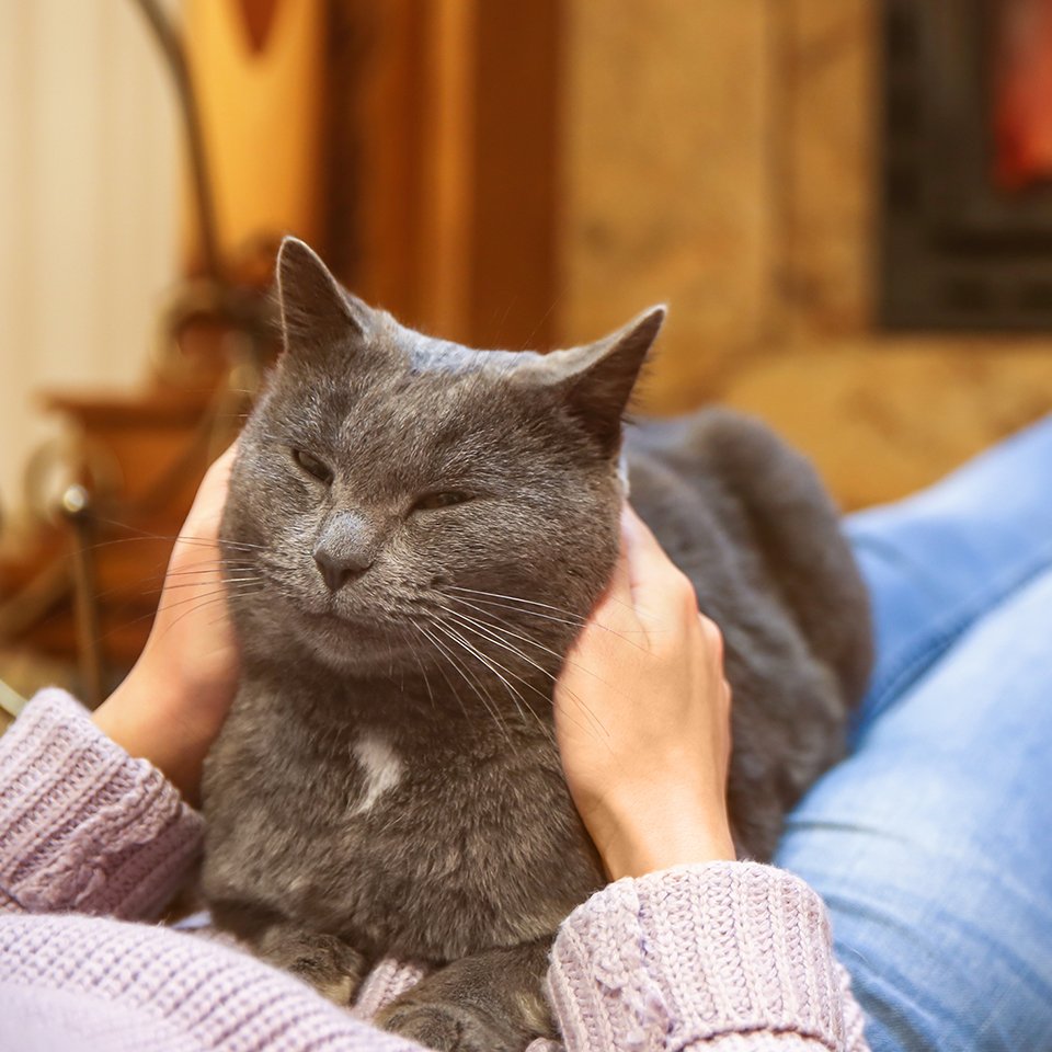 Cat-proof your home