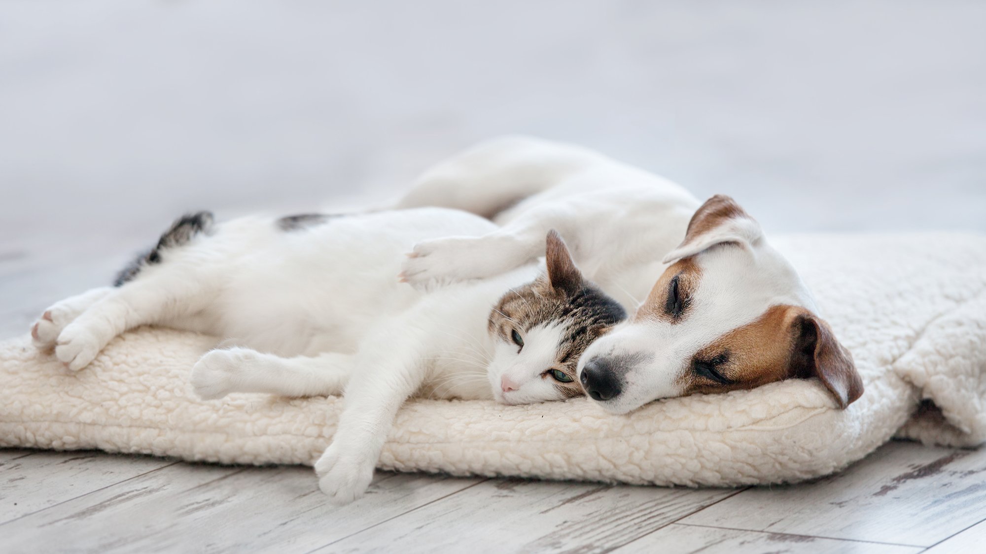 Cat and dog cuddles