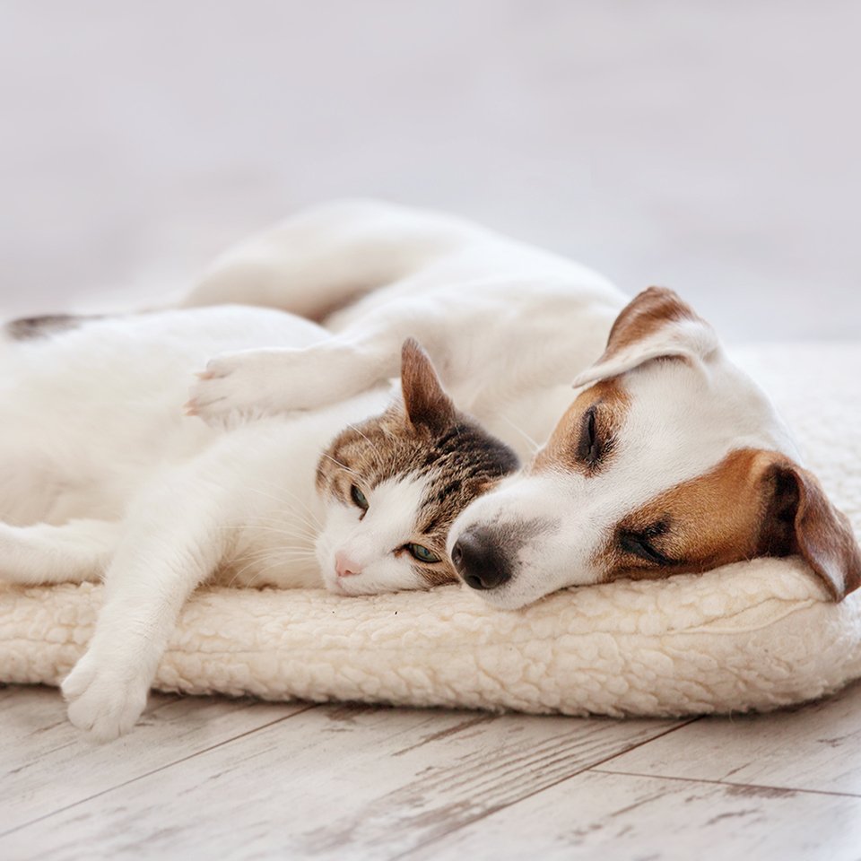 Dog and cat