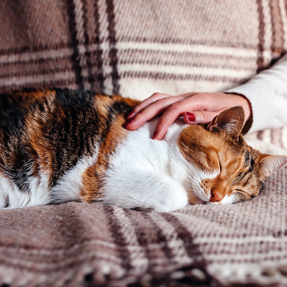 Cat sleeping