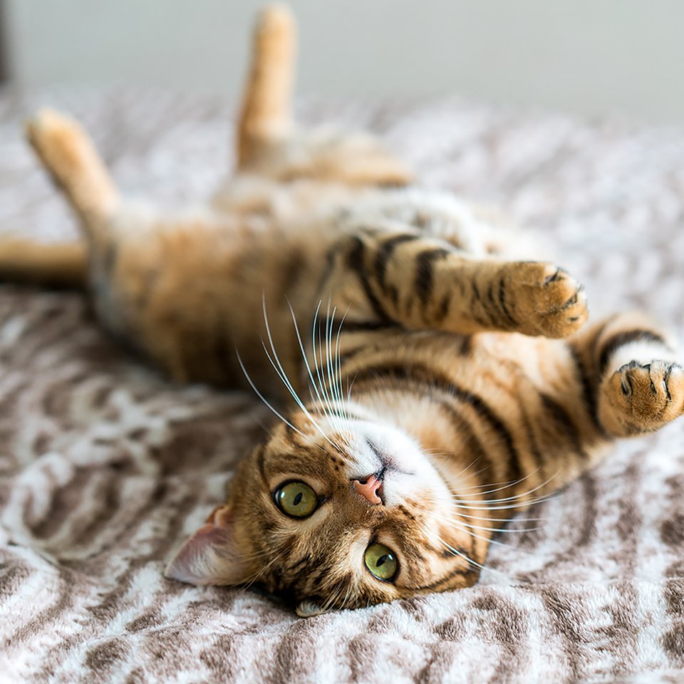 Cat guides