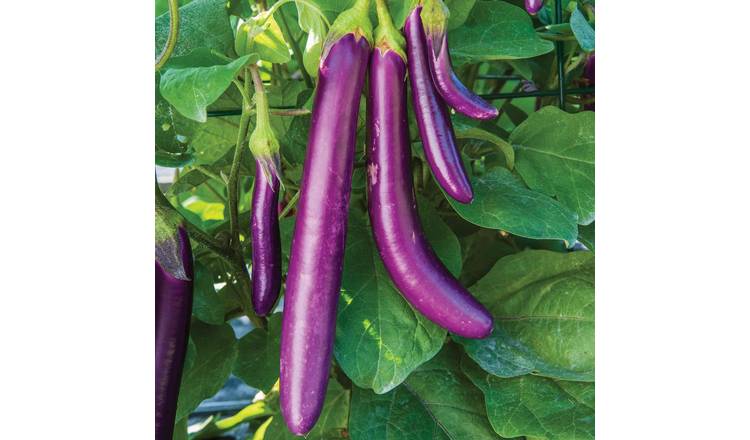 Marshalls Garden Aubergine Seeds Purple Knight - 10 Seeds