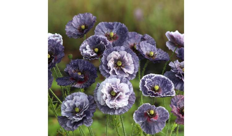 Unwins Poppy Seeds 'Amazing Grey' - 500 Seeds