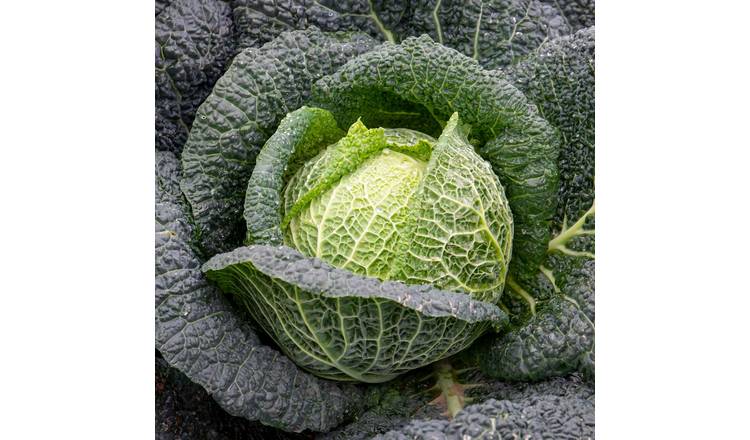 Marshalls Garden Cabbage Seeds Savoy 'Tourmaline' - 40 Seeds
