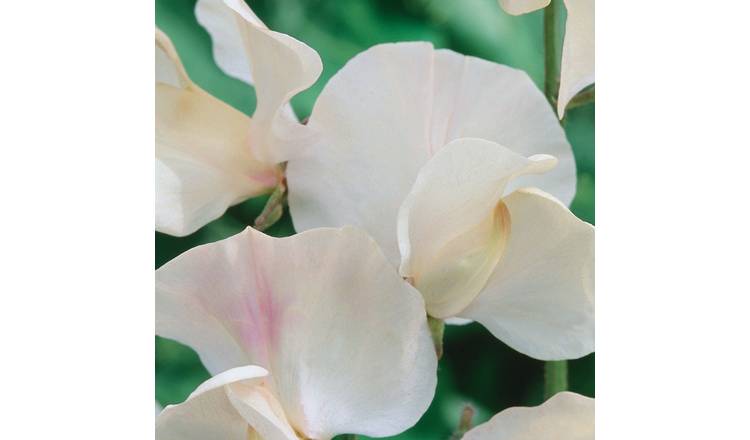 Unwins Sweet Pea Seeds 'Juliet' - 21 Seeds