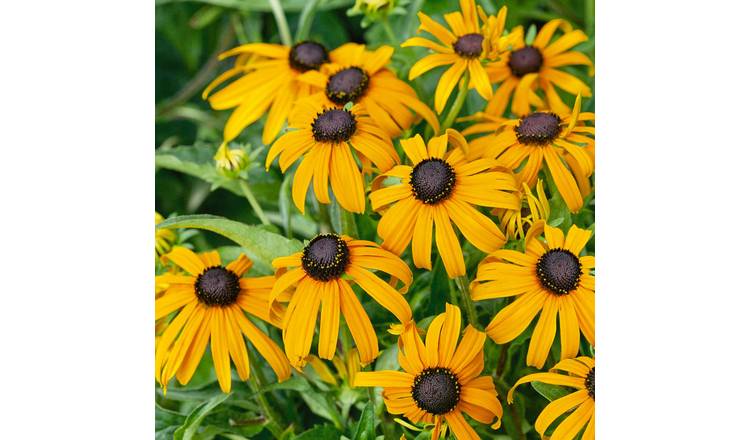 Marshalls Garden Rudbeckia Goldsturm - 2 Litre Plant