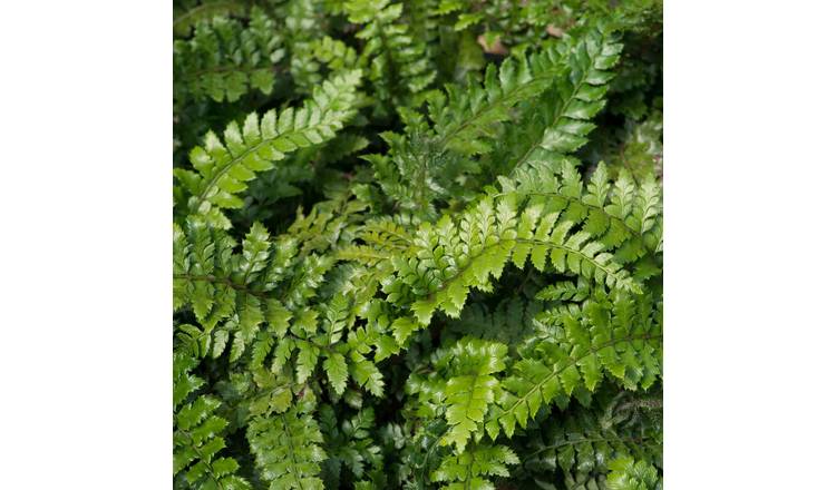 Marshalls Garden Japanese Lace Fern Plant - 9cm Plant