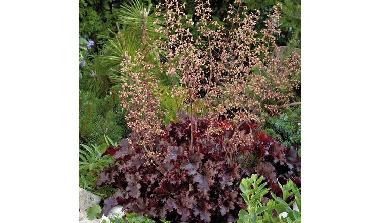 Marshalls Garden Heuchera Seeds 'Melting Fire' - 25 Seeds