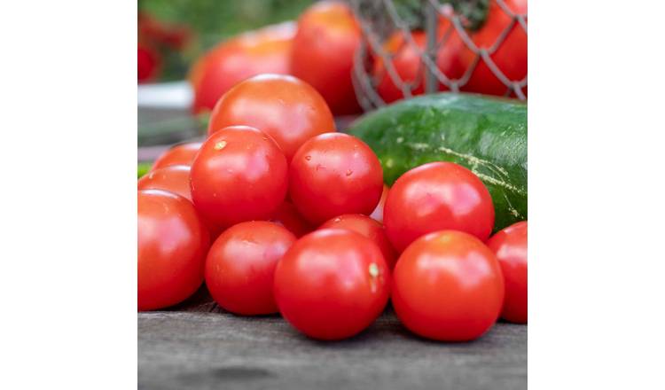 Marshalls Garden Gardener's Delight Cordon Tomato Seeds - 55 Seeds