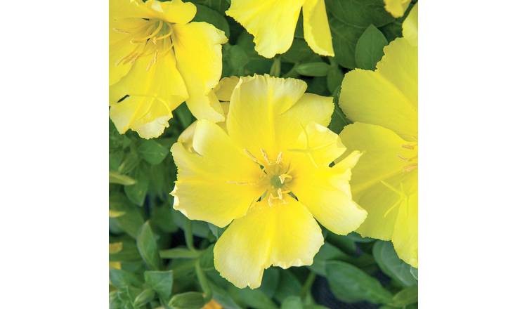 Unwins Evening Primrose Seeds - 50 Seeds