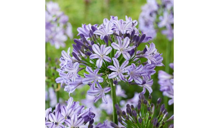Marshalls Garden Agapanthus Plant 'Poppin Star' 9cm Plant