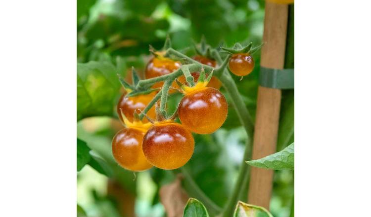 Marshalls Garden Tomato Seeds Gold Berries - Golden Cherry Variety - 8 Seeds