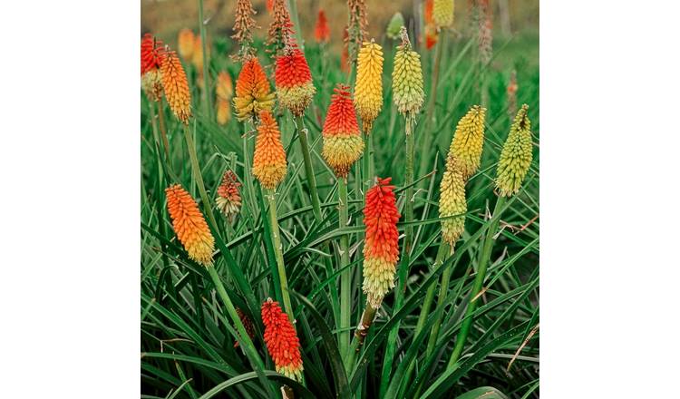 Marshalls Garden Red Hot Poker Kniphofia Seeds 'Grandiflora Mix' - 50 Seeds