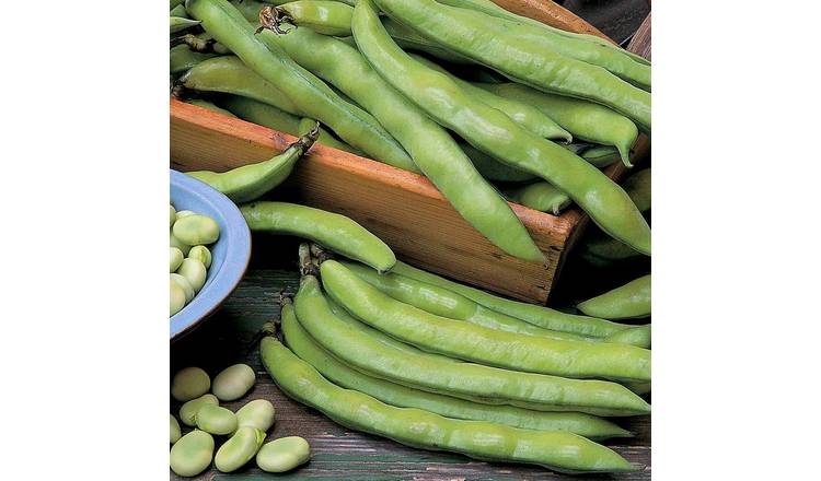 Marshalls Garden Broad Bean Seeds 'Aquadulce Claudia' - 100 Seeds