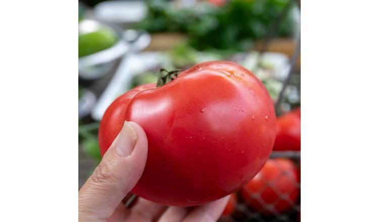 Marshalls Garden Tomato Seeds Big Daddy -15 Seeds