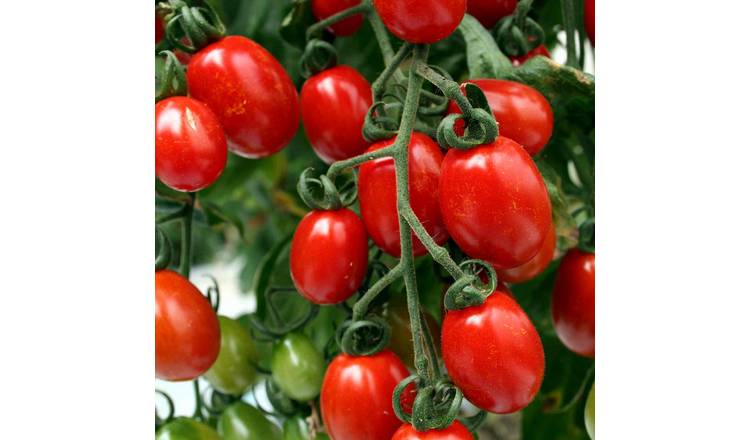 Marshalls Garden Sungrape F1 Tomato Seeds - High-Yield - 6 Seeds