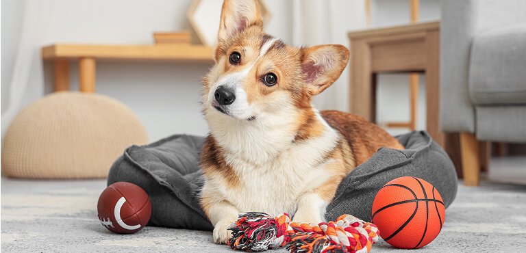 Dog with a ball
