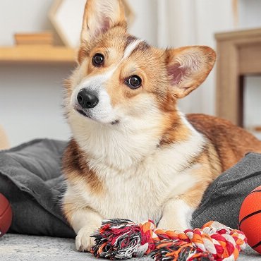 Dog with ball
