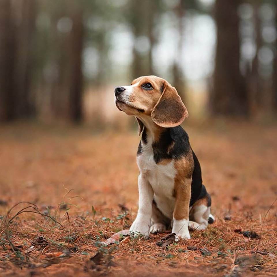 Beagle