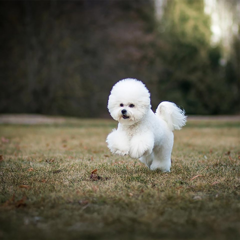 Bichon Frise