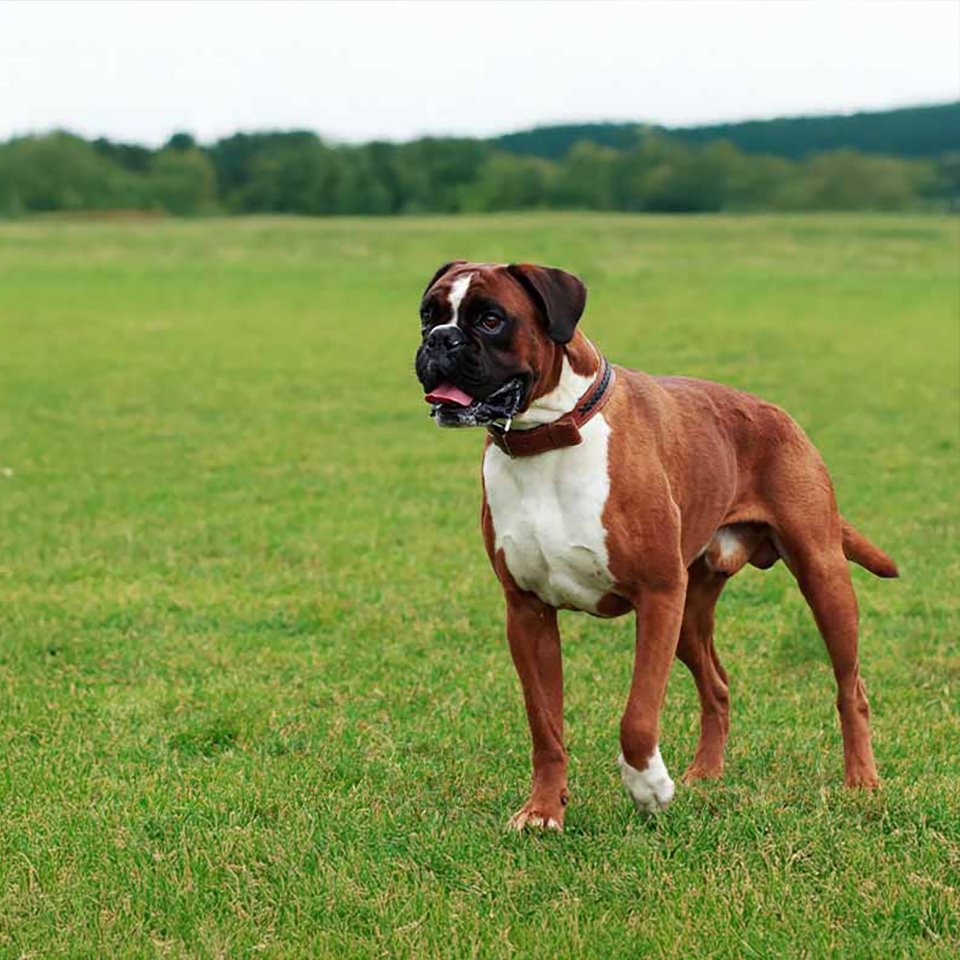 Boxer