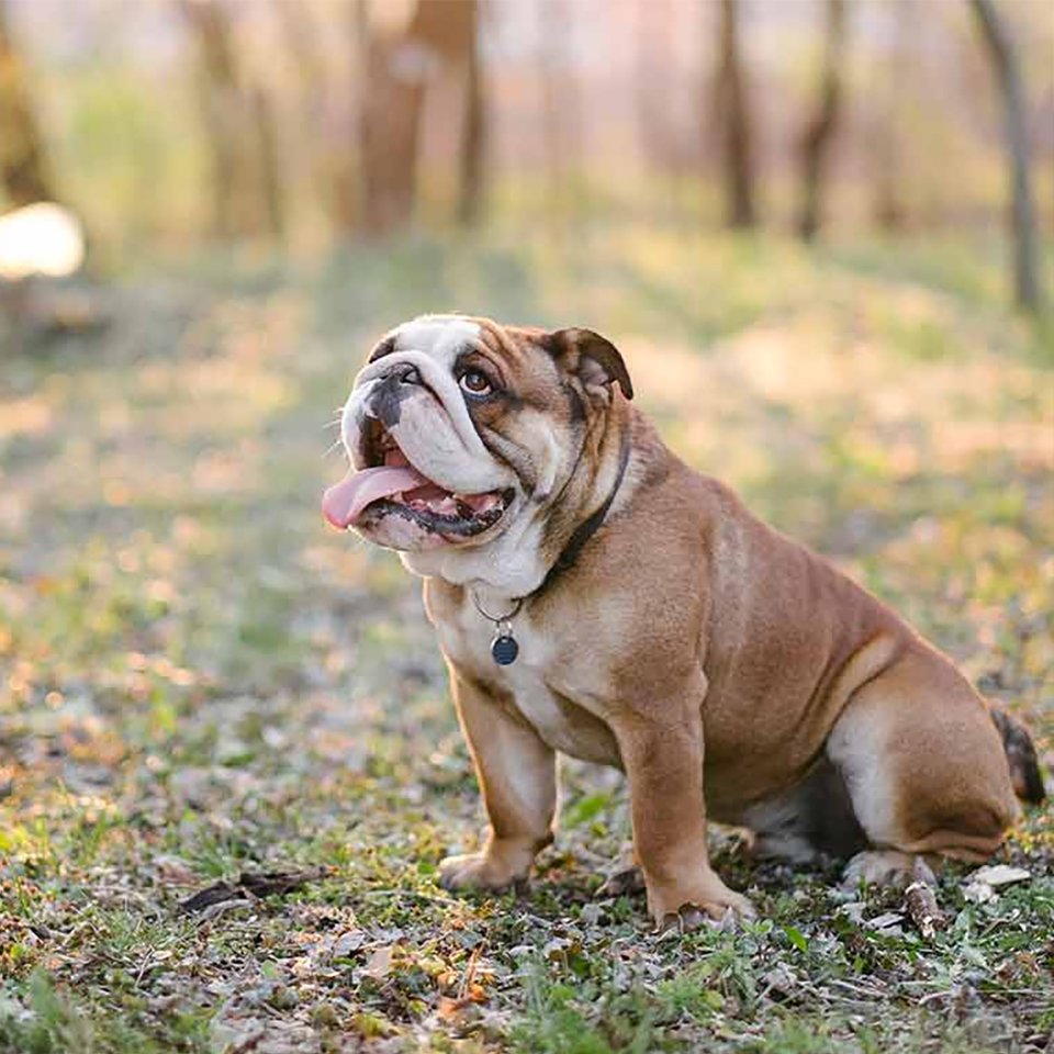 Bulldog