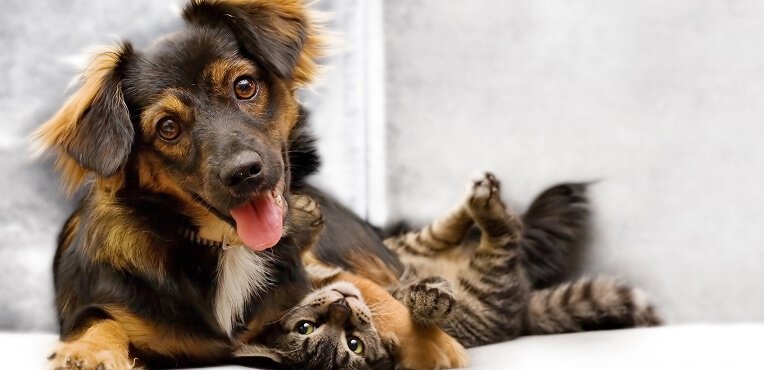 Dog and cat