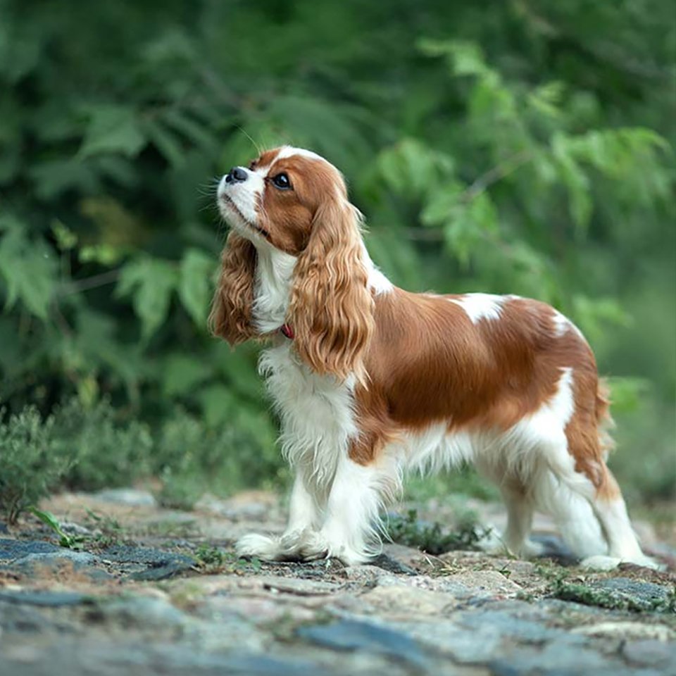 Cavalier King Charles Spaniel