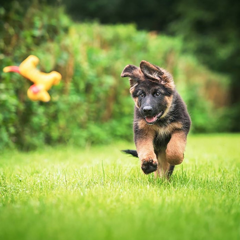 German Shepherd