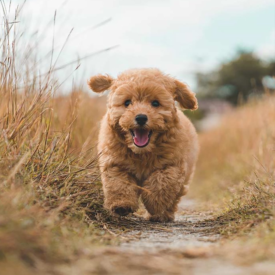 Poodle (Standard, Miniature, or Toy)