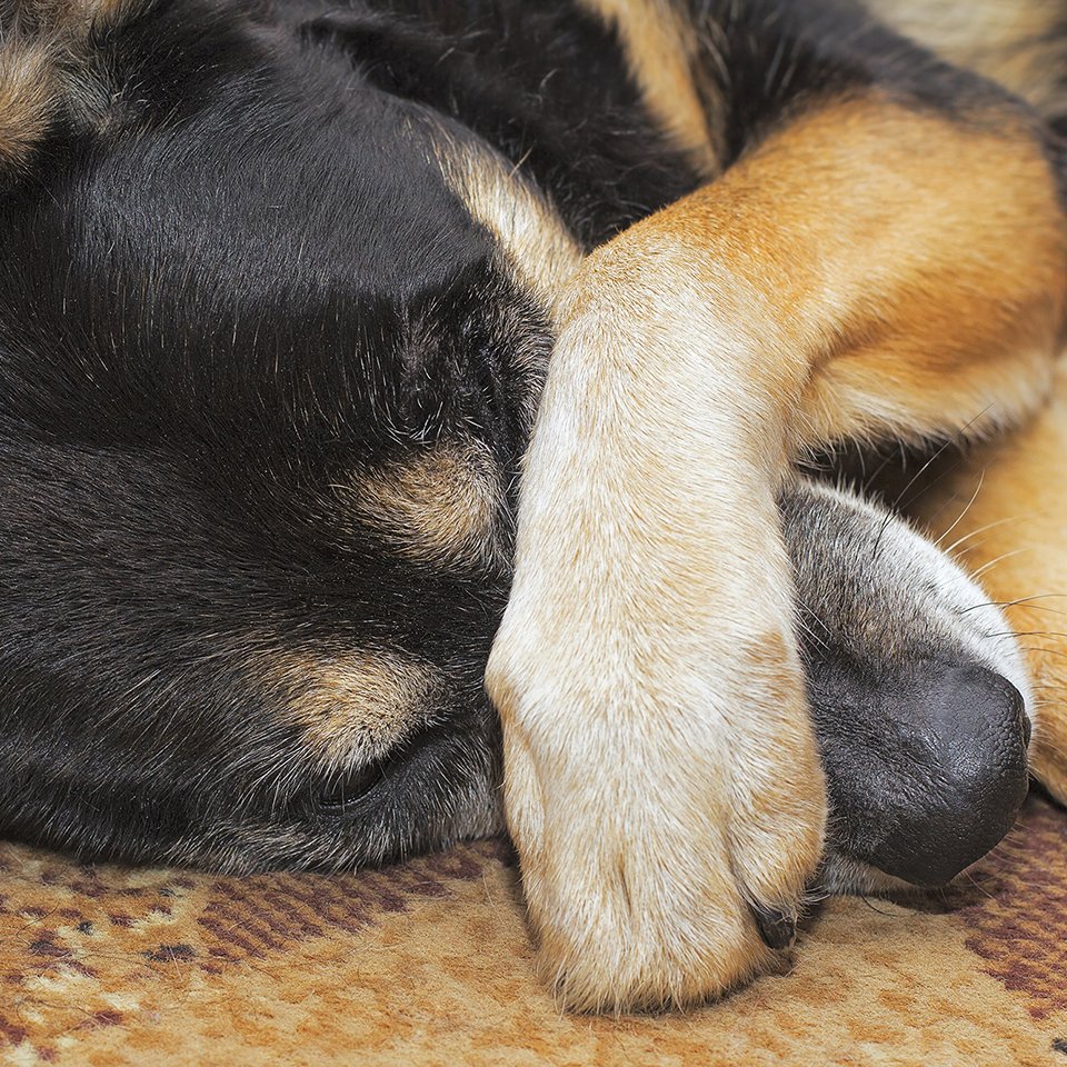 Pet insurance explained