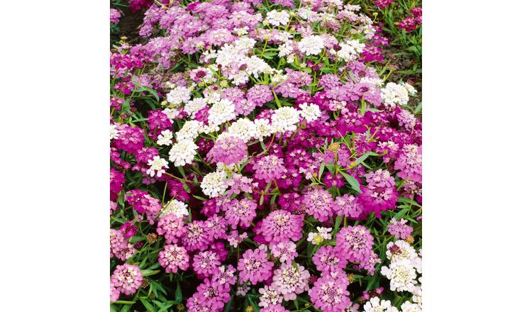 Unwins Candytuft Seeds 'Dwarf Fairy Mix' - 500 Seeds