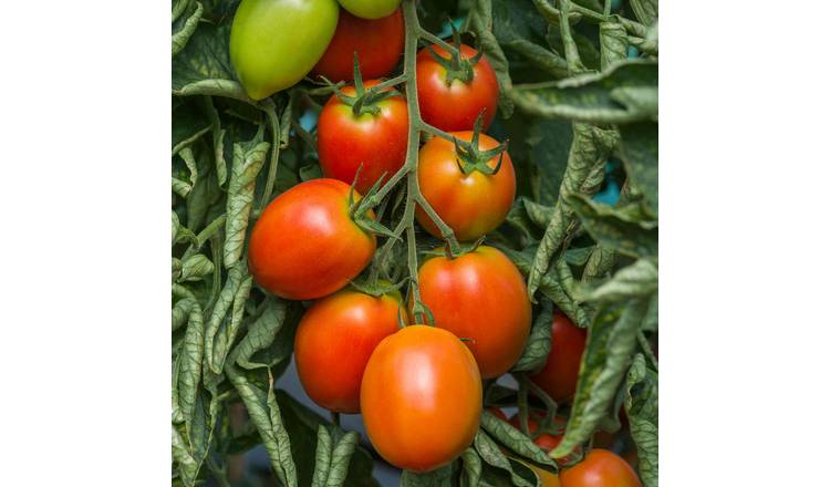 Marshalls Garden Tomato Seeds Sahel  - 10 Seeds