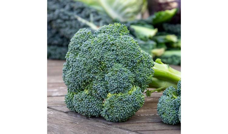 Marshalls Garden Calabrese Seeds 'Green Magic' F1 - 60 Seeds
