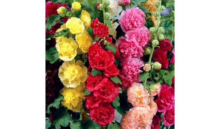 Unwins Hollyhock Seeds 'Chaters Double Mix' - 50 Seeds
