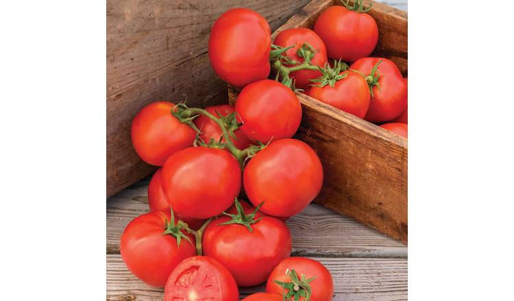 Marshalls Garden Tomato Seeds 'Oh Happy Day' Cordon Beefsteak - 10 Seeds